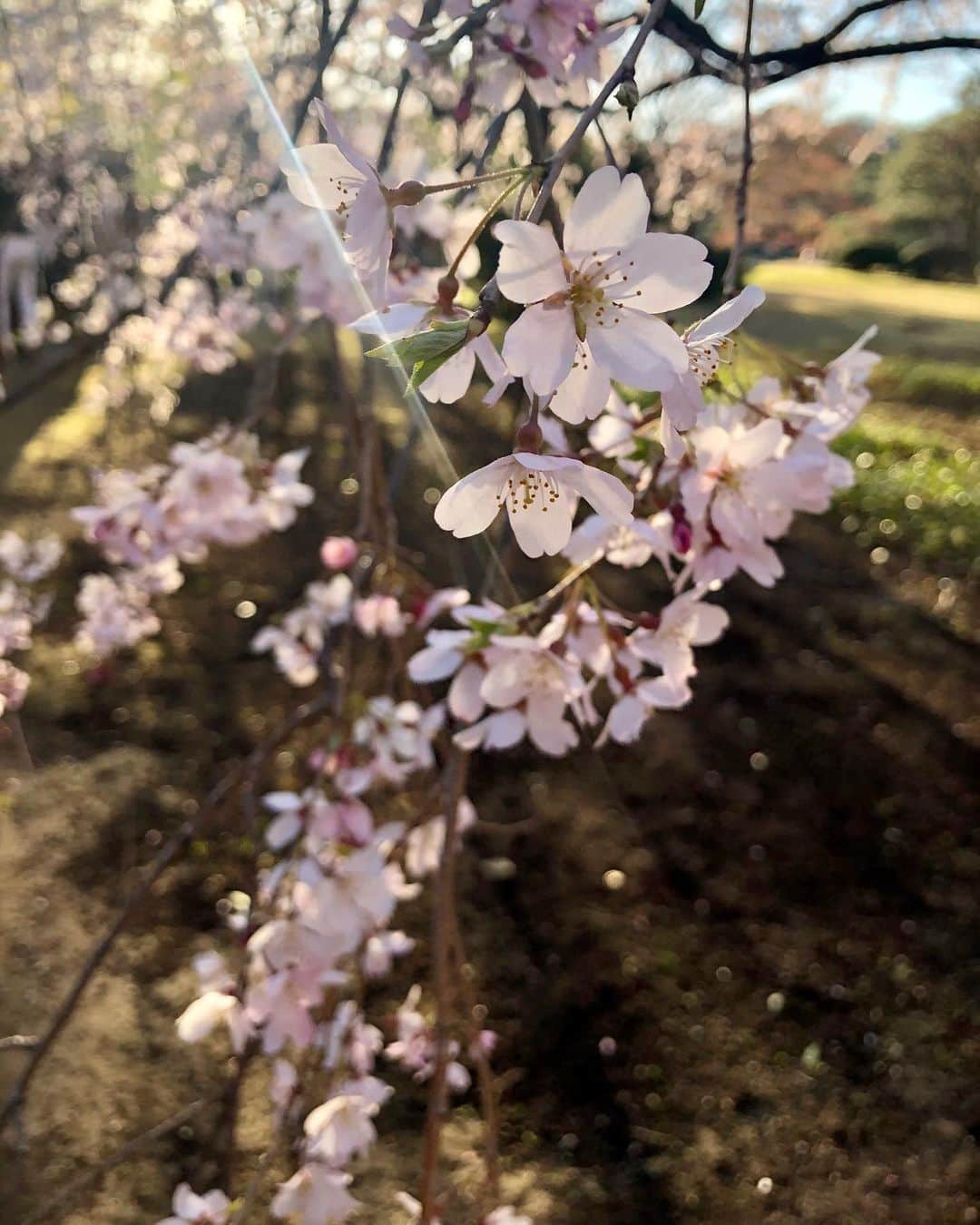 葉山めぐみのインスタグラム：「同い年の親戚と初めて六義園に行ってきました！！ . . しだれ桜が綺麗でした🌸✨ #六義園 #しだれ桜」