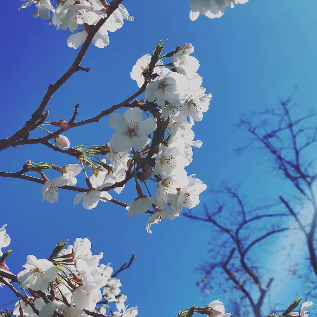 池澤あやかのインスタグラム：「#さくら 🌸」