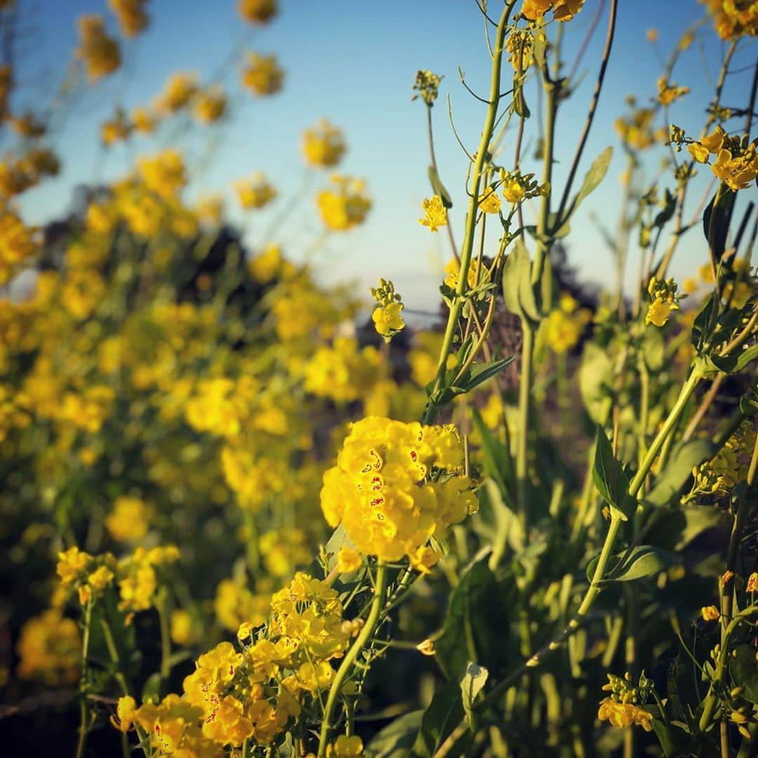 池澤あやかのインスタグラム：「#なのはな 🌼」