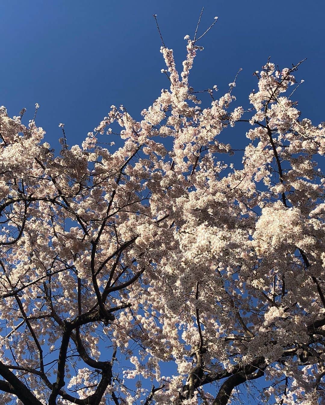 SONOMIさんのインスタグラム写真 - (SONOMIInstagram)「たまたま通りかかって あまりにも綺麗で思わず足を止めて暫し見学。 府中の東郷寺の枝垂れ桜🌸」3月20日 22時23分 - song_chang