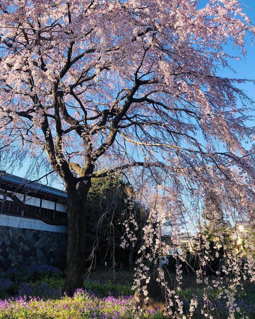 SONOMIのインスタグラム：「たまたま通りかかって あまりにも綺麗で思わず足を止めて暫し見学。 府中の東郷寺の枝垂れ桜🌸」