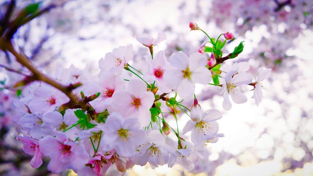 豊大槻さんのインスタグラム写真 - (豊大槻Instagram)「#cherryblossom  #桜」3月20日 22時24分 - yutakachi