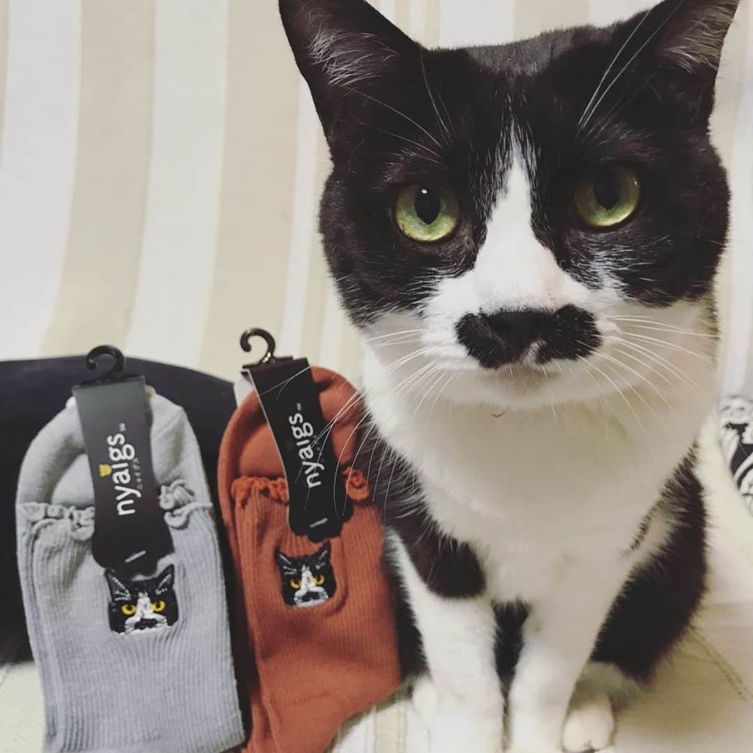 もじゃころのインスタグラム：「今日は東京からはるばるフォロワーさんが会いにきてくれました😸💕 先日ストーリーに載せたペッペ似の靴下教えてくれた方で、靴下もプレゼントしてくれました！！！嬉しすぎる🥰🥰🥰 いっぱいお話できて楽しかったです😸😸😸ありがとう @nachakko @around_the_home_  靴下もペッペも可愛すぎない？？ #チョッチュ具志コロペッペ」