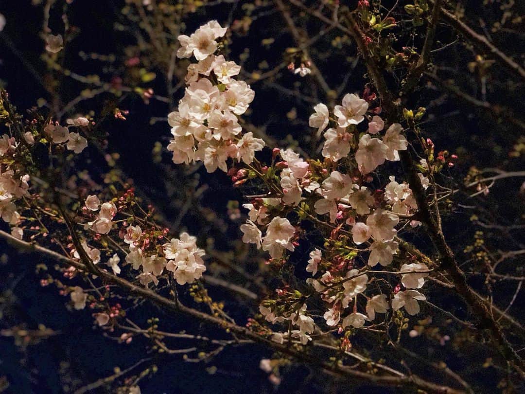 平田薫さんのインスタグラム写真 - (平田薫Instagram)「今日は春分の日。 家を隅から隅までとことん掃除してスッキリ。 夜少し散歩に出たら桜が咲いていました。綺麗。 二枚目は寄せ集めご飯  #かおる食堂#桜#春分の日」3月20日 22時22分 - hiratakaoru1215