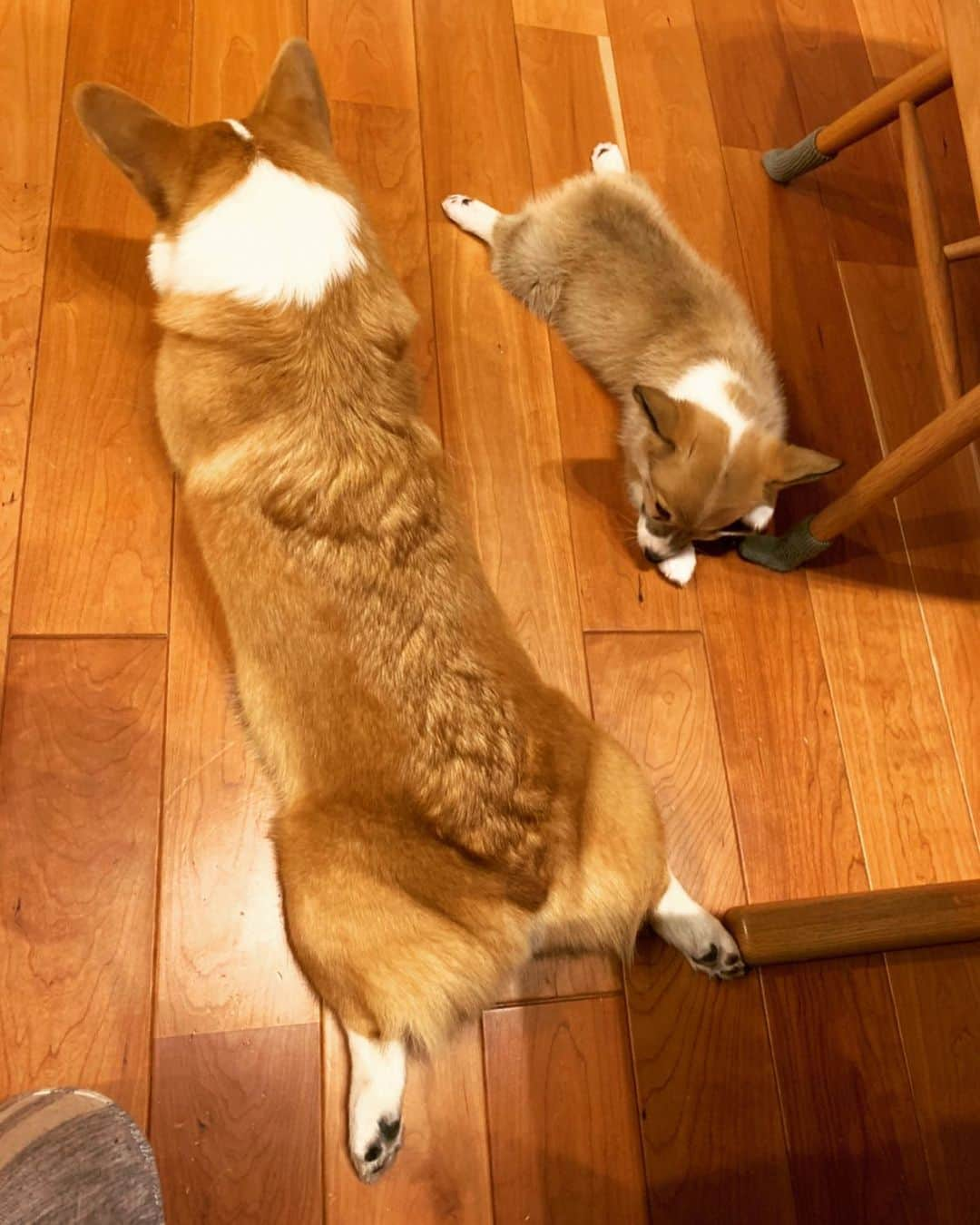 小池優奈のインスタグラム：「同じくらいの大きさになるのが楽しみ💚  #コーギー #犬 #dog #corgi #いぬ #ラテ #モカ #ペット」