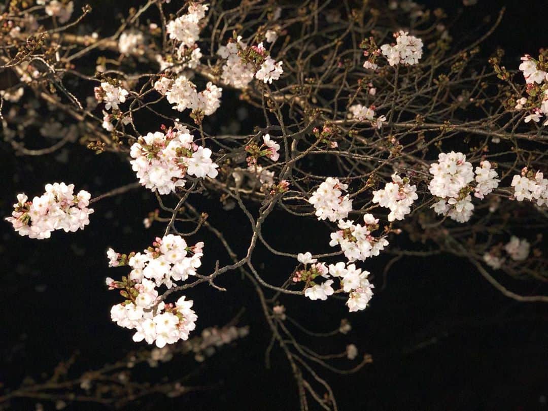 福田麻貴のインスタグラム：「目黒川！ 花びらの感触が、チワワの耳たぶとほぼ同じでした🌸」