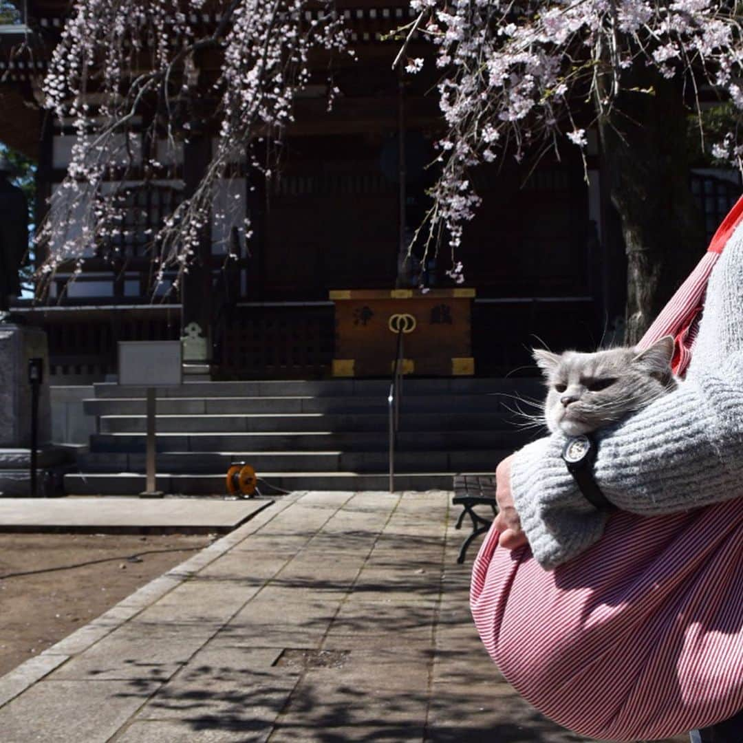 しるこさんのインスタグラム写真 - (しるこInstagram)「2020.3.20 近所のお寺の枝垂れ桜🌸 先日買ってみた#スリング に入れて行ってきたよ♡ 最後の動画の見切れっぷりw やっぱカリスマだわ😂 . #桜としるこたん  #しるこのお花と一緒シリーズ . @paucorin  ハナちゃんお誕生日おめでとう🎂 #ハナちゃんhappy7thbirthday2020 . . @loborjapan さんの PREMIER DUDDELL 32mm ブラックにダイヤの文字盤がお気に入りです。 . #lobor #ロバー #腕時計 #時計 #手元倶楽部 . クーポンコード【shiru124】 ご使用で10パーセントオフになります。 . https://lobor.jp/  他にも素敵なデザインの時計がたくさんありますので是非ご覧ください。」3月20日 23時14分 - shirukotan