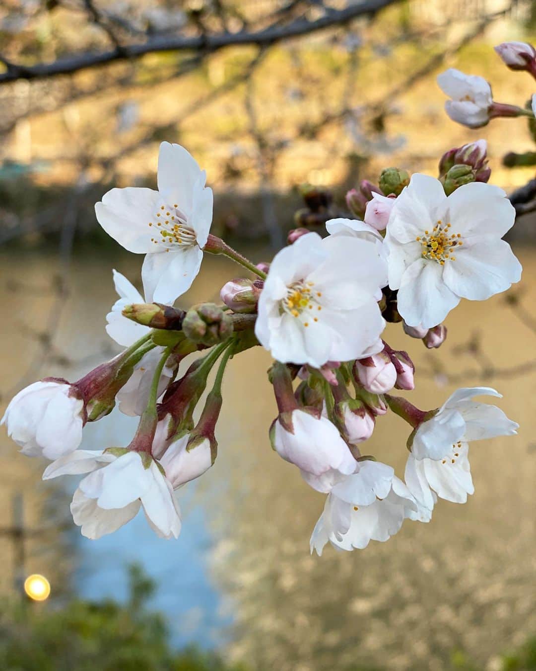 春香のインスタグラム