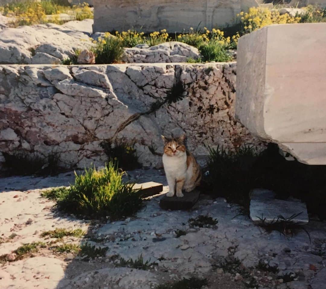 福山理子さんのインスタグラム写真 - (福山理子Instagram)「ギリシャ アテネ #前世はギリシャ人 #graecia🇬🇷 #Athenae #オリンピックスタジアム🏟 #aigina  #piraeus #大学卒業旅行 #1990年代」3月21日 0時03分 - rikofukuyama