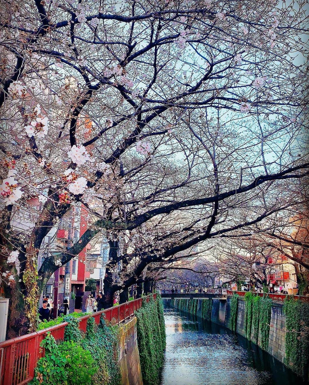 本多末奈さんのインスタグラム写真 - (本多末奈Instagram)「今日はマシューのお散歩デビュー🐶💕 天気も良かったので目黒川の桜を見に行ってきたよ🌸 まだまだ満開ではなかったけど、ポカポカ陽気でとてもお花見日和だったんじゃないかな？🍡 マシューはずっとカバンの中だったけど、初めてのお外でびっくりしてたはず😂 ただ、マシューと歩いているとわんちゃん好きな人とかが話しかけてくれたりすることが多くて…🤭 今までにない生活感🌞✨ とても嬉しかったです🐶💕 ▷@matthew_1.10  #お花見 #目黒川 #マシュー #今日のマシュー #ふわもこ部 #まるぽめ #マルポメ #ハーフ犬 #生後2か月 #犬のいる暮らし #犬バカ部 #親バカ #綿あめボディ#マシュマロボディ #matthew #maltese #pomeranian #malpome #instadog #doglover #doglife」3月21日 0時19分 - honda_mana