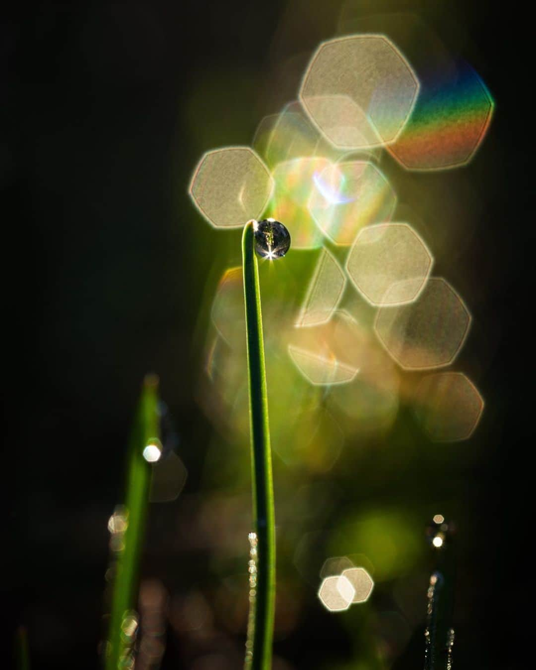 アンジー・ペインさんのインスタグラム写真 - (アンジー・ペインInstagram)「Backyard beauty. I have been putting off exploring all of the macro opportunities in my backyard, until now. It’s time to fully embrace the idea of finding exotic worlds close to home. • • • #macro #macrophotography #backyardmacro」3月21日 0時31分 - angelajpayne