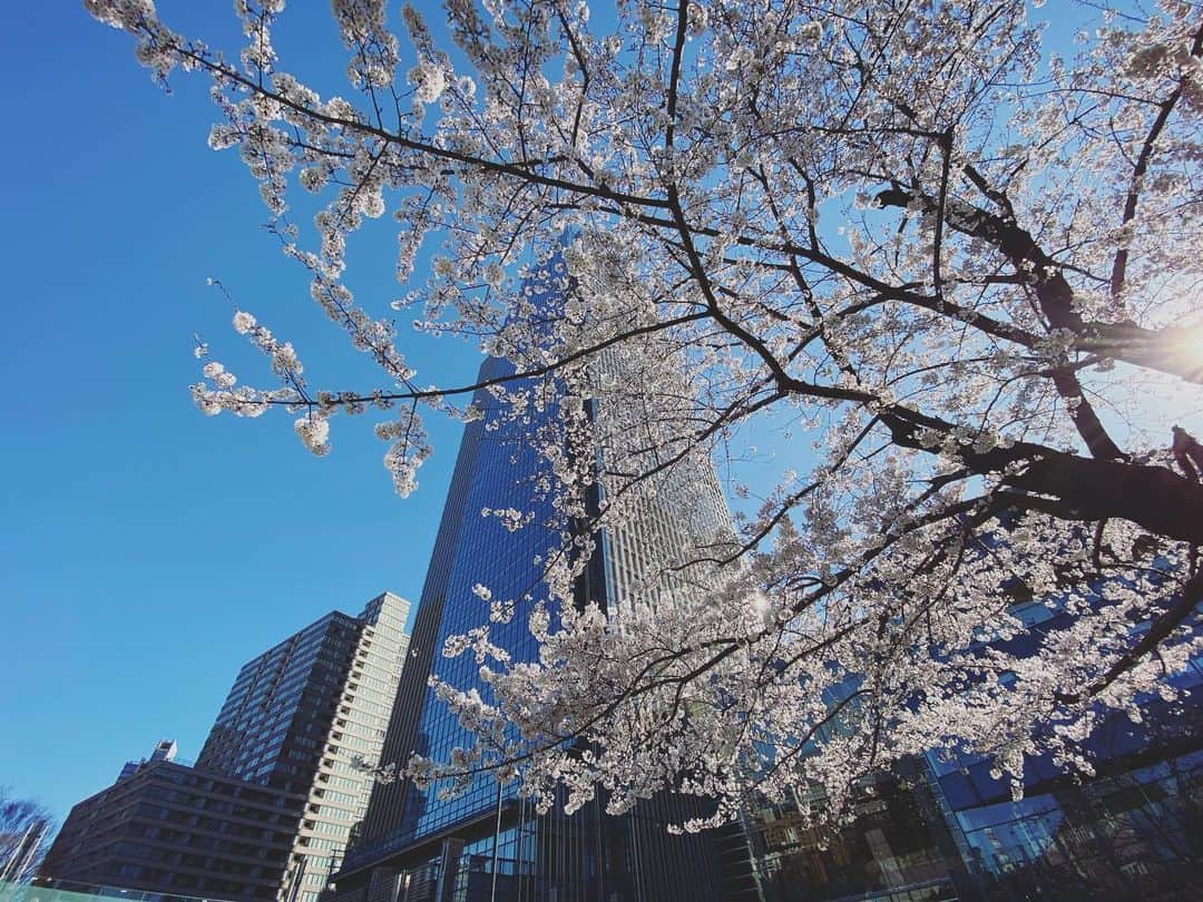 石川龍のインスタグラム：「桜日和。」