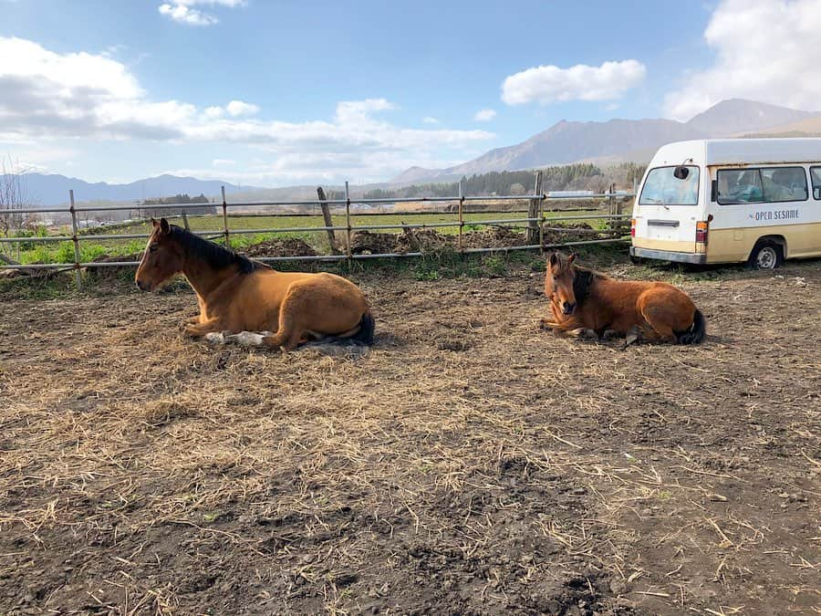 安藤志穂美さんのインスタグラム写真 - (安藤志穂美Instagram)「競馬は人間の娯楽の為だけにあるもの。﻿ その動物利用に対して、﻿ お金を賭けてる事自体が私には理解ができない。﻿ ﻿ それどころか、﻿ 馬主は引退した後もその馬を生かしておけるくらいの額を稼がせてもらったにも関わらず、その馬を殺処分に回す。謎。﻿ ﻿ 競馬好きな人達も散々楽しませてもらったのに、﻿ 引退後の馬の事はどうなろうが知ったこっちゃないって？﻿ 実際、どうなってるか知ってますか？﻿ ﻿ 骨折したら殺処分。﻿ 暴れ馬には餌をわざとやらないで死ぬまで放置。﻿ ﻿ ディープインパクトが殺処分された時、﻿ 自称馬好きと名乗る人々は口を揃えてこう言った。﻿ ﻿ 「殺処分なんてひどい！可哀想！」﻿ ﻿ どの口がそんなこと言うの？﻿ あなた達のせいだよ、競馬さえ無ければディープインパクトも、他の馬達も殺される必要なんて無いんだ。﻿ ﻿ 普通に生きていたなら、骨折なんかしなくて済んだのに。﻿ ﻿ 馬が好きなんて、本当にどの口が言ってるの？﻿ あなた達が好きなのは馬では無い、ギャンブルが好きなだけ。﻿ ﻿ 馬が好きというのは私達のことを言うの！﻿ 人間の都合で動物利用をしたくない、その馬の個性と意志と感情を尊重し、同じ命として扱う事。﻿ 私たちは本気で動物が大好きだから、動物達を苦しめたくない。﻿ 本当に動物が好きと言うのは、私のことだよ。﻿ ﻿ 競馬だけじゃない、乗馬も、学校の馬術部だって、﻿ その後の馬達はどうなるのか考えたことある？﻿ ﻿ 人間の娯楽は人間同士で作るべき。﻿ 馬に限らず、動物はとても神秘的なの。﻿ もちろん人間もそう。﻿ 全ての命が平等なはずなのに、いつ世の中や人間達はおかしいと気付くの？﻿ ﻿ ﻿ #馬﻿ #horse﻿ #🐎﻿ #farmsanctuary﻿ #japan﻿ #熊本﻿ #南阿蘇﻿ #ファームサンクチュアリィ﻿ #保護動物﻿ #家畜﻿ #動物愛護﻿ #動物福祉﻿ #ボランティア﻿ #volunteer﻿ #オープンセサミ ﻿ #animalrights﻿ #愛護活動﻿ #アニマルライツ﻿ #vegan﻿ #vegetarian﻿ #乗馬﻿ #ディープインパクト #障害馬 #競馬﻿ #神秘 #アニマルセラピー #馬好きさんと繋がりたい」3月21日 0時54分 - shiomi_ando