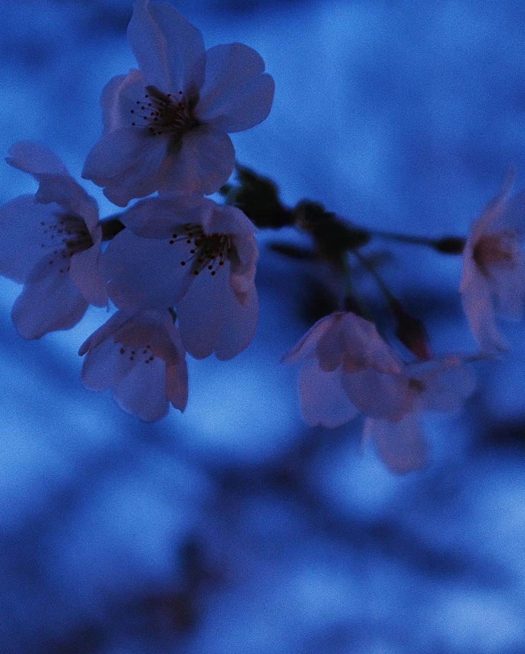 る鹿さんのインスタグラム写真 - (る鹿Instagram)「Sakura Express🌸  生人勿近  桜徐々に咲いてきた」3月21日 1時52分 - luluxinggg