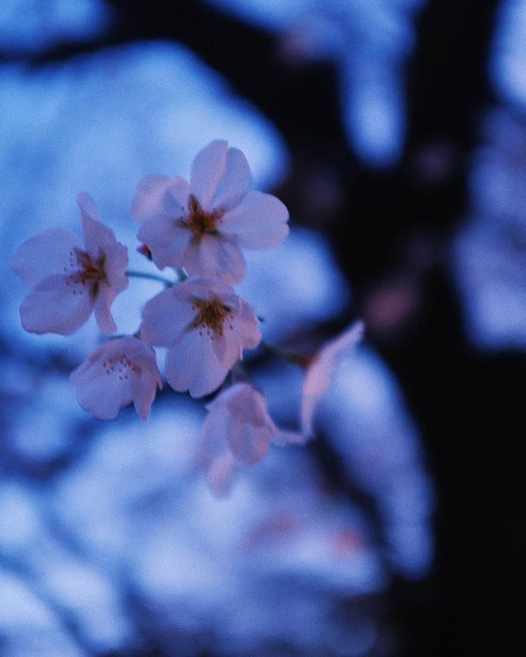 る鹿さんのインスタグラム写真 - (る鹿Instagram)「Sakura Express🌸  生人勿近  桜徐々に咲いてきた」3月21日 1時52分 - luluxinggg