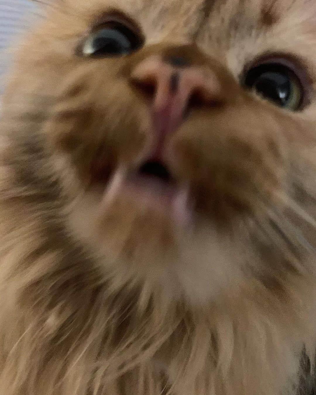 Coen, Ava, Reyさんのインスタグラム写真 - (Coen, Ava, ReyInstagram)「Social distancing is going great, thanks for asking.」3月21日 1時56分 - coen.rey