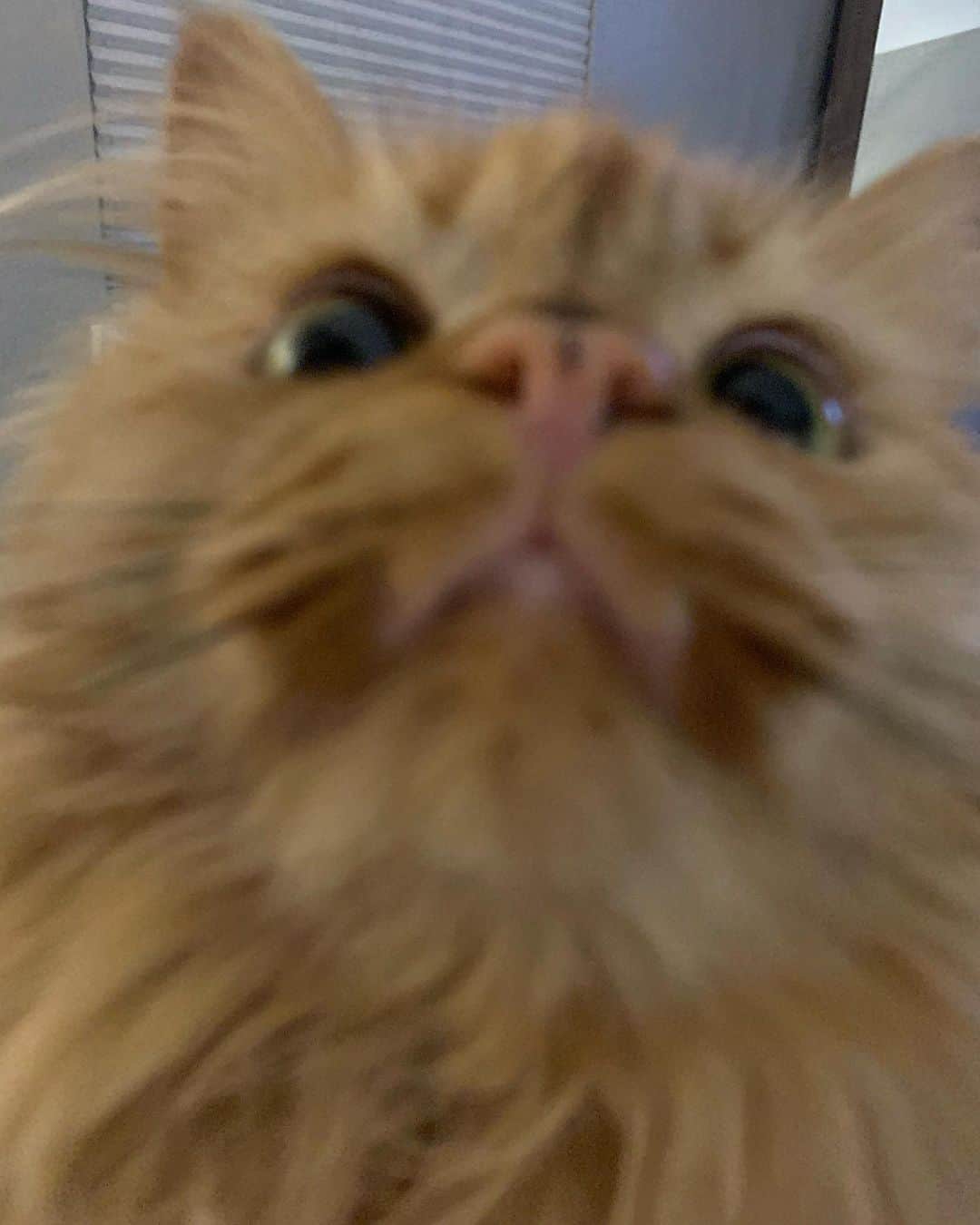 Coen, Ava, Reyさんのインスタグラム写真 - (Coen, Ava, ReyInstagram)「Social distancing is going great, thanks for asking.」3月21日 1時56分 - coen.rey