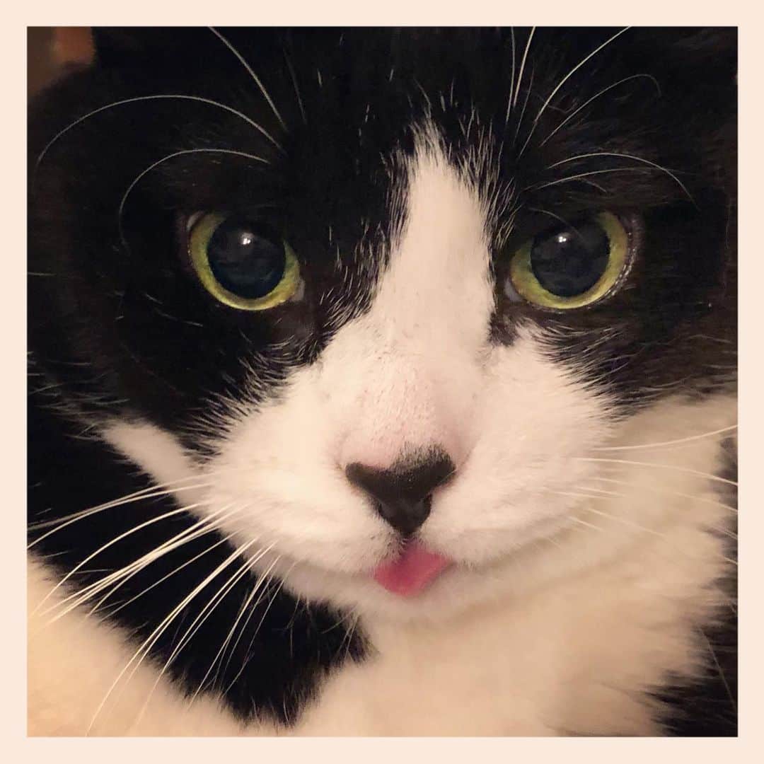 パンといっぴきのインスタグラム：「#元保護猫 #ハチワレ #白黒猫 #blackandwhitecat #tuxedocat」