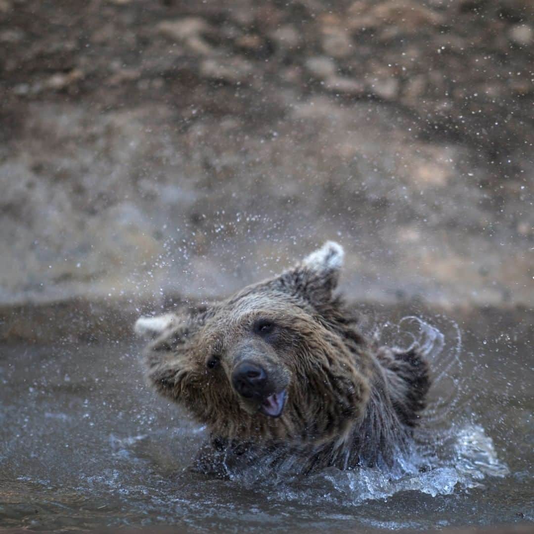 のインスタグラム：「Photo by Muhammed Muheisen @mmuheisen | This is Loki, a Syrian brown bear that was rescued from a local zoo and is currently sheltered at the New Hope Center @almawa.jordan in Amman, Jordan. The center, established in 2010 by the Princess Alia Foundation, provides emergency medical treatment, rehabilitation, and rehoming for animals. For more photos and videos from different parts of the world, follow me @mmuheisen and @mmuheisenpublic #muhammedmuheisen #Jordan #rescue #bear」