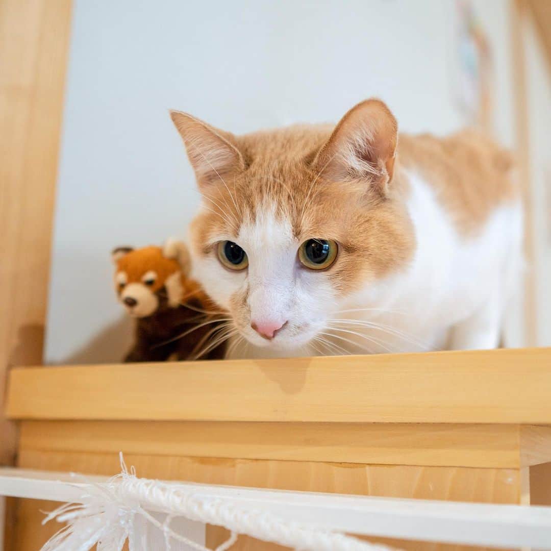 マアルのインスタグラム：「さだはるさん #🐈 #北海道 #旭川 #ペットホテル」