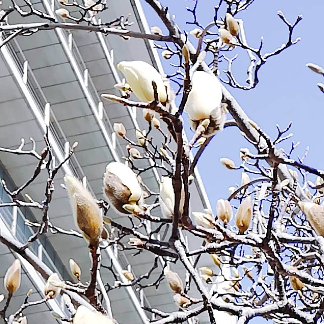 佐藤裕二さんのインスタグラム写真 - (佐藤裕二Instagram)「心配なニュースが続く中ですが、春が来た！メ〜テレ玄関前のハクモクレンの花が開き始めました。  去年のインスタを見ると、3月5日に「咲いた」と投稿しているので一週間早いでしょうか。 暖冬ですね。  #春が来た #春#暖冬 #ハクモクレン#咲いた #青空 #開花 #開花したとみられる #メーテレ#メーテレ玄関前  #ドデスカ　 #佐藤裕二  #花おじさん #自撮りおじさん」2月26日 12時01分 - karaage_satou