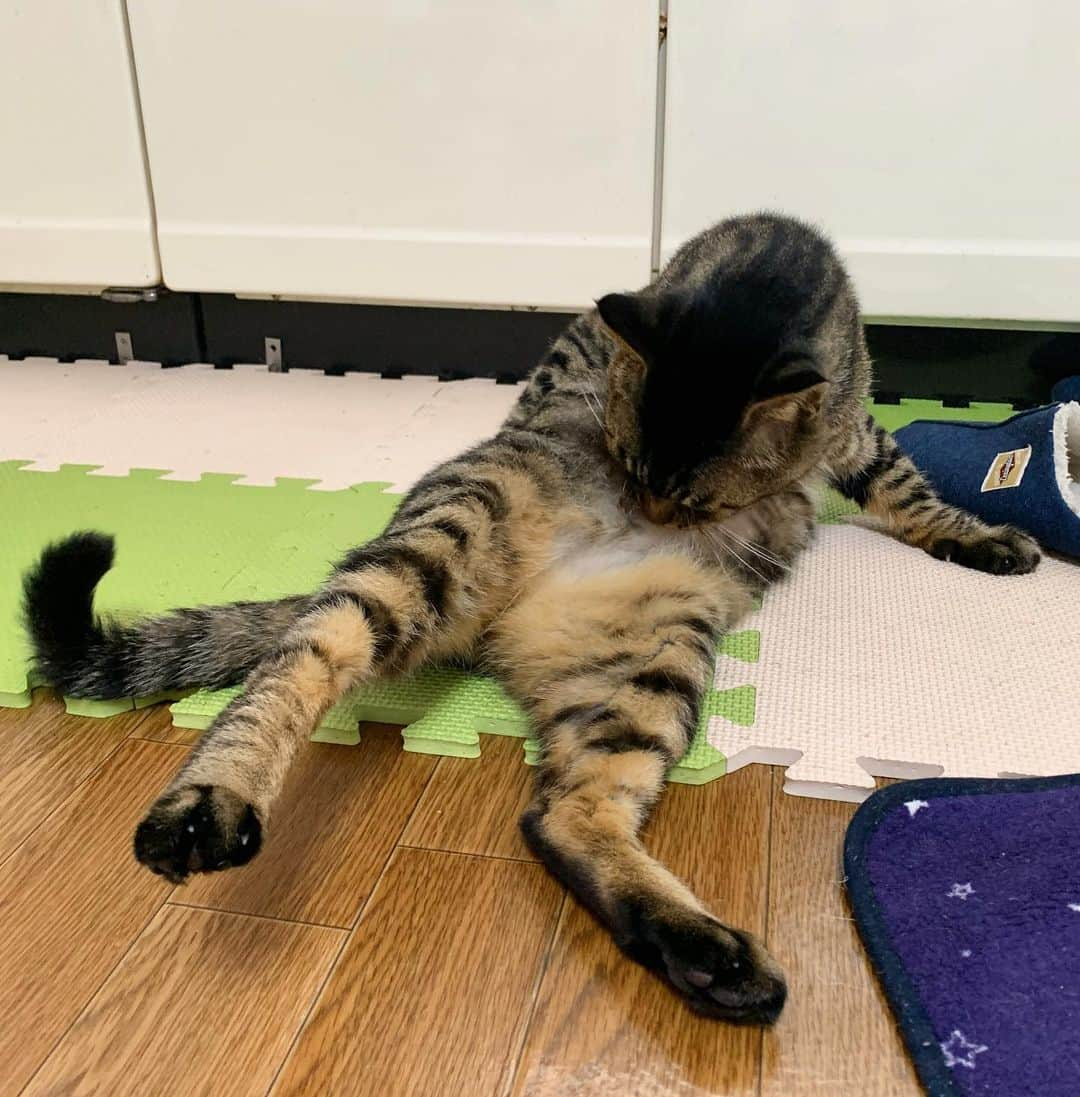 Musashiさんのインスタグラム写真 - (MusashiInstagram)「おはムサシ！ 毛づくろい中の変なポーズ。Grooming. #musashi #mck #cat #キジトラ #ムサシさん #musashi_the_cat #ねこすたぐらむ」2月26日 12時17分 - _daisy