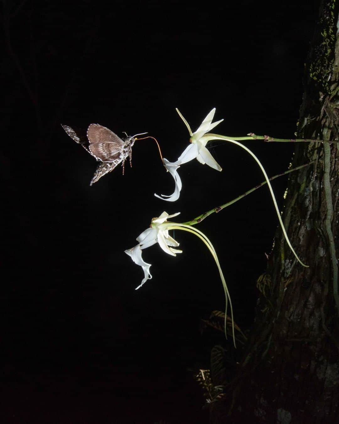 のインスタグラム：「Photo by @carltonward | After three years of obsessively trying, I finally got my camera traps in the Fakahatchee Strand to capture the first photographs of ghost orchids being pollinated, helping solve one of the great mysteries in the Everglades. Because of its size, the giant sphinx moth was long thought to be the sole pollinator of the ghost orchid, but this photo shows a pawpaw sphinx moth likely pollinating a ghost orchid (notice the yellow pollen cluster on its head). This is just one of six species my cameras captured as they probed and potentially pollinated ghost orchids. Fellow @insidenatgeo explorers Mac Stone and Peter Houlihan got similar results with a camera trap pointed at a ghost orchid 50 feet (15 meters) up in a cypress tree, and they developed a new hypothesis that the giant sphinx moth might be the original orchid thief—and not a ghost orchid pollinator after all.  Check out Nat Geo's Instagram story today with links to an article and the film "Chasing Ghosts" about our team's quest and discoveries. Please follow @carltonward @macstonephoto and @peter_houlihan for more. #Florida #everglades #ChasingGhosts #orchid #pollination」
