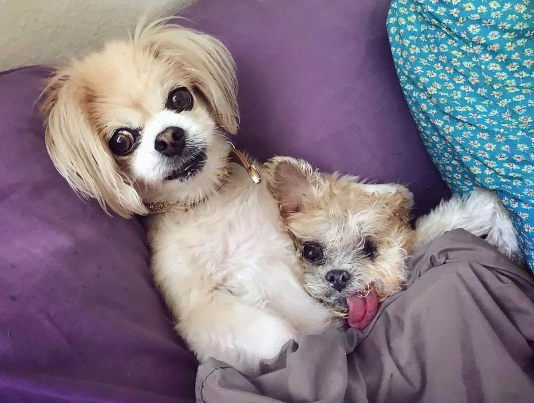 Marnie The Dogのインスタグラム：「Met this lovely senior gal in a nearby shelter and Marnie has a sister now!! Please welcome little miss Gilda to the family!!! We are so blessed to have you」