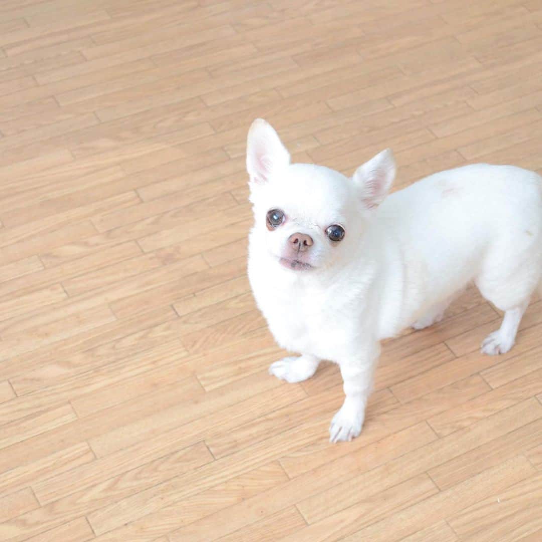 KORIKIのインスタグラム：「おはようございます♪ * #dogofsapporo #dog, #dogs, #dogstagram,#chihuahua,#犬バカ部,#チワワ,#koriki, #hanadog #白スムチ連合会, #スムチー,  #dogofthedayjp, #dogoftheday  #ilovemydog #instadog #instapet #WhiteChihuahua  #吉娃娃 #치와와  #dogsofinstagram #Chihuahualover  #ชิวาวา #チワワの輪 #barkbox #WhiteChihuahuaParty #もふもふモフモフ」