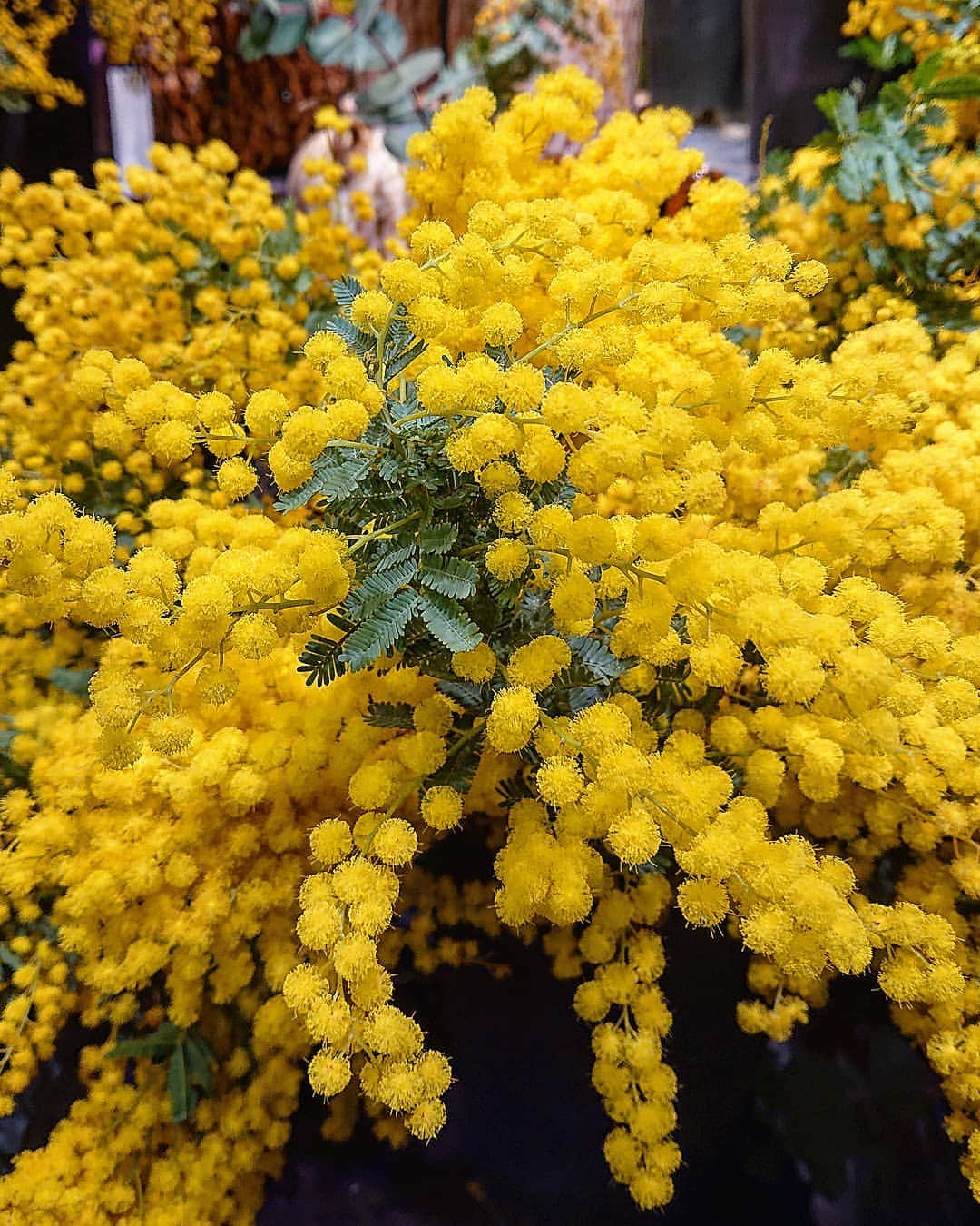 k30858mさんのインスタグラム写真 - (k30858mInstagram)「ミモザ✨🤗🌿 かわいい黄色でフワフワ✨ はぁ～かわいい🥰 心がほっこり🌿  #みもざ#ミモザ#ミモザ祭り#ミモザフェア#きいろ#黄色#yellow#green#アカシア#優雅 #友情#エレガント#elegant#mimosa#mimosaflower#flower#花のある生活#ほっこり#花#花のある暮らし#花のあるくらし#ふわふわ#かわいい#ほっこり#ほっこりするね#❤️#🌿」2月26日 12時43分 - k30858m