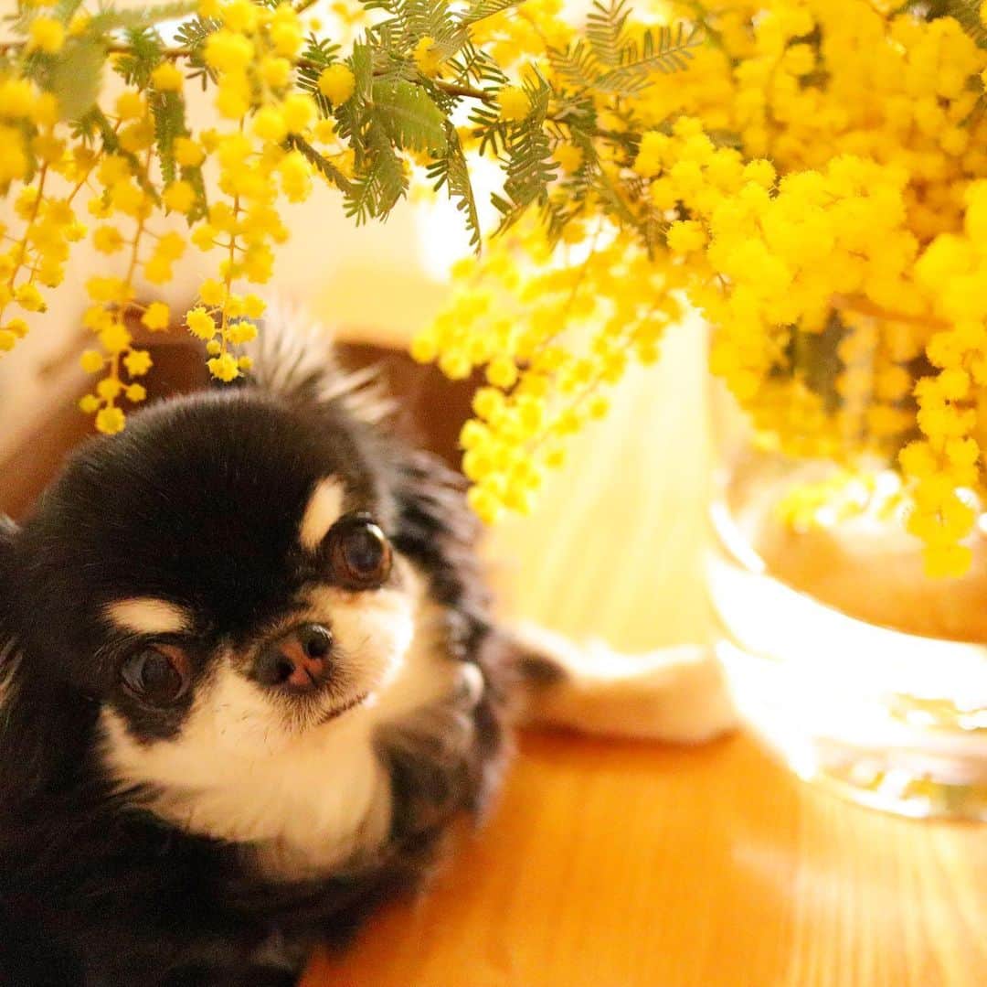 kayoのインスタグラム：「* * ミモザの花言葉🌼 秘密の愛🤭💗 * * 他にも 感謝✨とか色んな花言葉があるみたい☺️ * * Melon💛 * * #ミモザ #花のある暮らし * #chihuahua#chihuahualove#dogstgram#dog#instadog#チワワ#チワワ大好き * *」