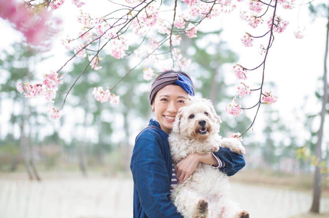 甲斐麻美さんのインスタグラム写真 - (甲斐麻美Instagram)「河津桜とペーちゃんとわたし  #いぬとわたし #犬のいる暮らし #mylove #dogstagram #sakura #河津桜 #春 #抱っこ」2月26日 8時20分 - kaico_asami