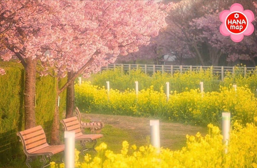 はなまっぷ❁日本の花風景さんのインスタグラム写真 - (はなまっぷ❁日本の花風景Instagram)「🌸はなまっぷ🌸 * @kenta.urb21 さんの  花のある風景に花まるを💮 * 二色の春を楽しめる素敵な特等席をありがとうございます😊🌸 * 愛知　#免々田川 Memeda River, Aichi Pref. * 🌼カワヅザクラの花言葉📝🌼 想いを託します * 見頃を過ぎている場所もご紹介しています。お出かけの際はHP等で最新の情報をご確認くださいね🙏🌸 * 🌸•••🌸•••🌸•••🌸•••🌸•••🌸 * いつも素敵なお花をありがとうございます😊 日本の花のある風景にタグ付けしてください🌸 お花があれば何でもOKです💓 * #はなまっぷ * #日本の美しい花風景#花のある風景#花#花言葉#風景#河津桜#カワヅザクラ#菜の花#花畑」2月26日 8時37分 - hanamap