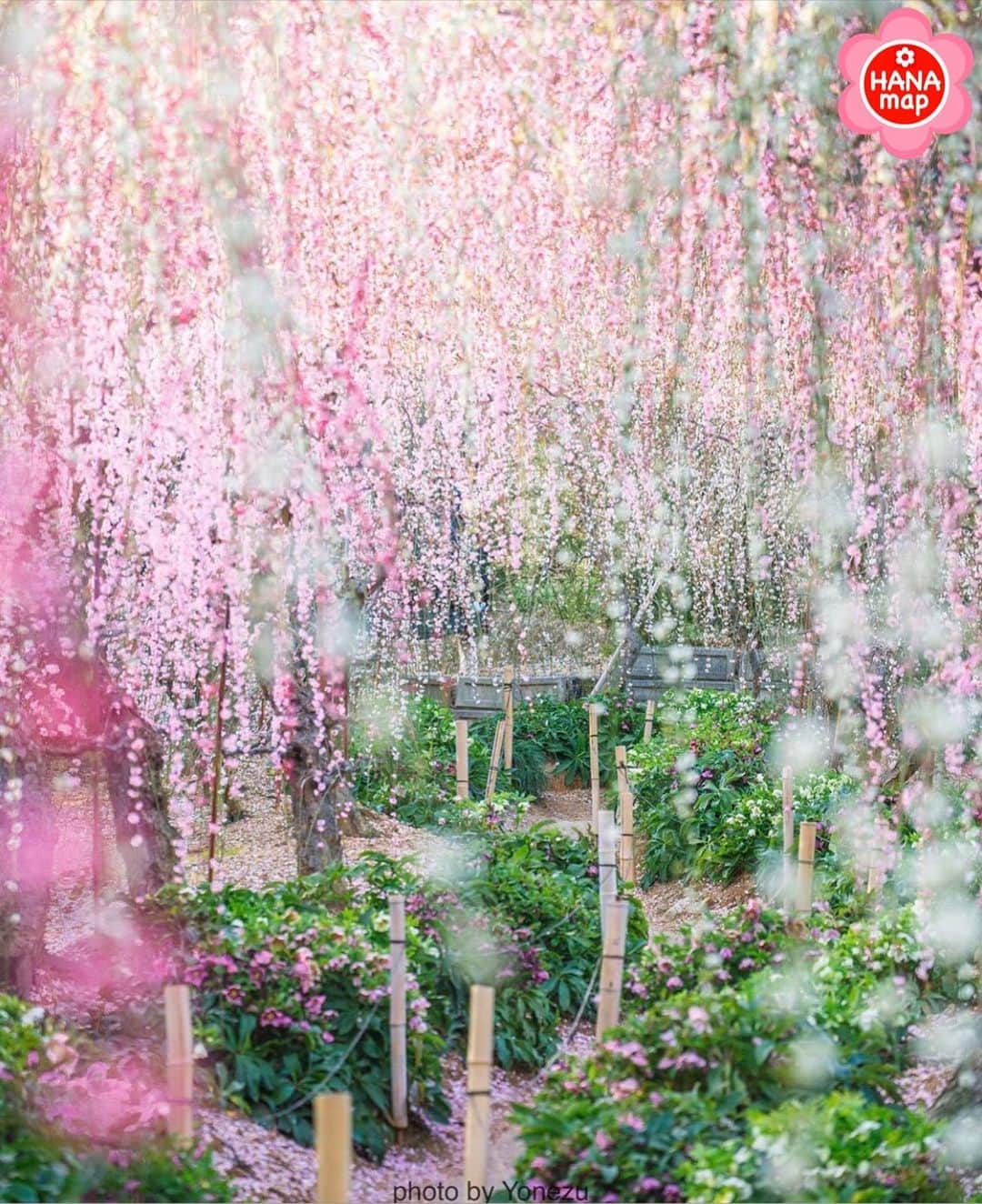 はなまっぷ❁日本の花風景さんのインスタグラム写真 - (はなまっぷ❁日本の花風景Instagram)「🌸はなまっぷ🌸 * @yudy1220 さんの  花のある風景に花まるを💮 * クリスマスローズに降り注ぐしだれ梅のトンネルをありがとうございます😊🌸 * 静岡　#昇竜しだれ梅園 Haoamatsu, Shizuoka Pref. * 🌼ウメの花言葉📝🌼 気品、忠実 * 見頃を過ぎている場所もご紹介しています。お出かけの際はHP等で最新の情報をご確認くださいね🙏🌸 * 🌸•••🌸•••🌸•••🌸•••🌸•••🌸 * いつも素敵なお花をありがとうございます😊 日本の花のある風景にタグ付けしてください🌸 お花があれば何でもOKです💓 * #はなまっぷ * #日本の美しい花風景#花のある風景#花#花言葉#風景#しだれ梅#枝垂れ梅#クリスマスローズ」2月26日 8時55分 - hanamap