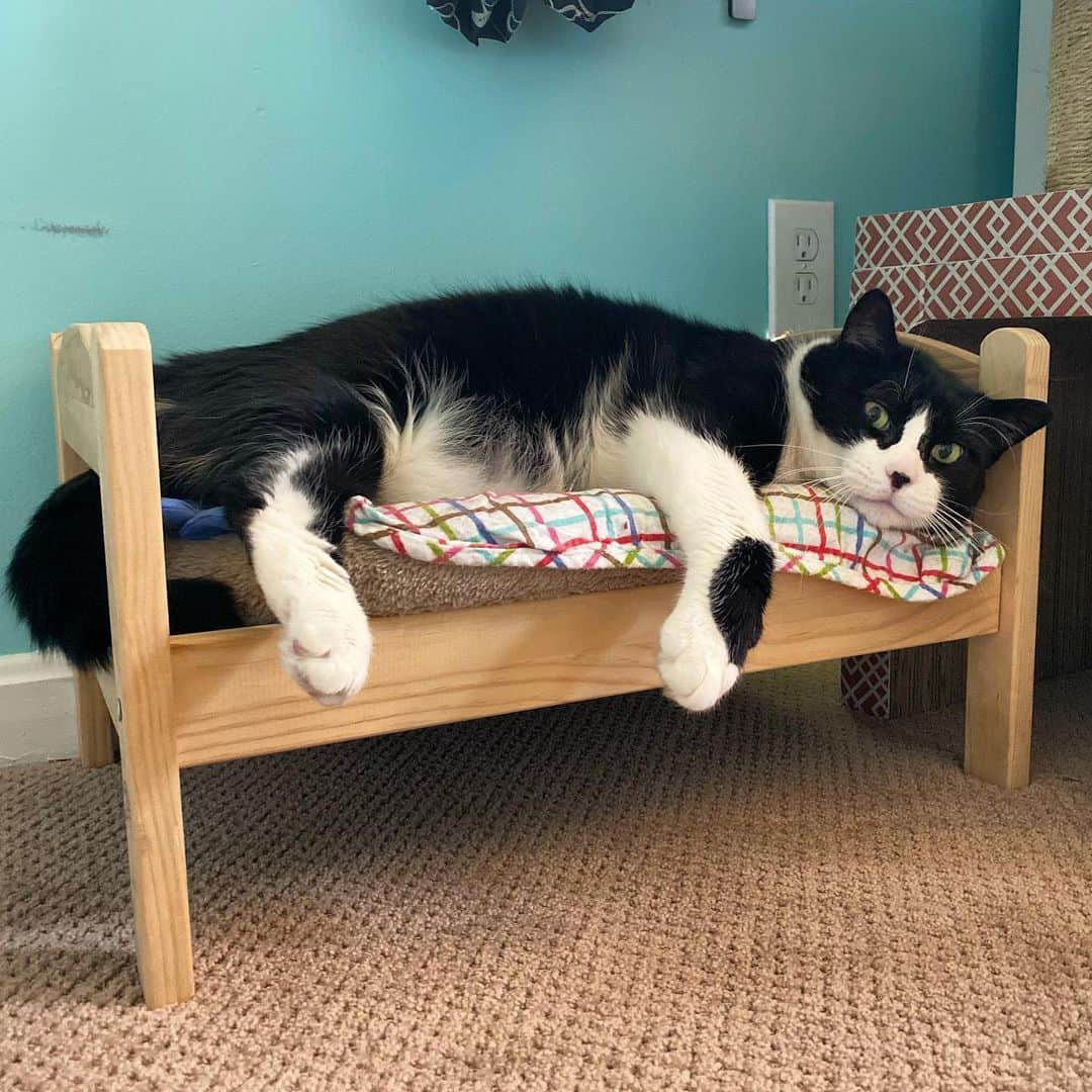 Tuxedo Cat Brosのインスタグラム：「That feeling when you’ve outgrown your bed and know you need an upgrade...」