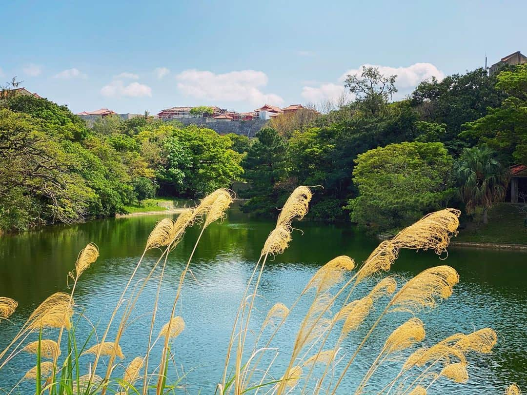 しおりさんのインスタグラム写真 - (しおりInstagram)「Good Morning🌺 * ご無沙汰してます、金城しおりです * * 「金城しおり(きんじょう しおり)」 に改名してから約1ヶ月半。  ようやく言い慣れてきました (遅い笑) * * * 元旦に改名を報告した際、 “本に挟むしおり”とようやく区別が出来ました！と書きましたが、 もう一つ改名するきっかけがあって。  それが昨年起きた首里城の火災でした。  凛といつもそこにそびえ立つ地元のシンボル。 実家の窓から見えるその景色は当たり前のものだと思っていました。  火災が起きた日は東京にいて、 ニュースを知りとてもショックを受けましたが、 それと同時に自分のルーツを大事にしたい、と深く感じるようになりました。  しおりというありふれた名前にもう一つ自分らしさをプラスしたいとここ数年考えていた事に加えて、 地元への思いをのせて改名する事にした、という経緯でございます☺️ * * シンプルな理由だけれど、 友人からも改名の理由を聞かれる事があるので改めて書いてみました^ ^ * * 名前が変わったので何て呼べば正解なのか？ と戸惑ったファンの方もいるようですが笑、 下の名前は変わらず“しおり”なので これまでと同じくしおりでもいいですし、きんしおでもいいし、沖縄風にしーおーでもいいし…… . どうする？ 呼び名って統一した方がいい？？🤣 * * * 変わらないものと変わっていくもの。 全部ひっくるめてわたしはわたし。 あなたはあなた。  これからもゆたしくうにげーさびら！ * * #金城しおり #しおりのおと  #モアイ大好き金城さん #ポニテ  #呼び名募集中」2月26日 10時40分 - shiori_kinjo