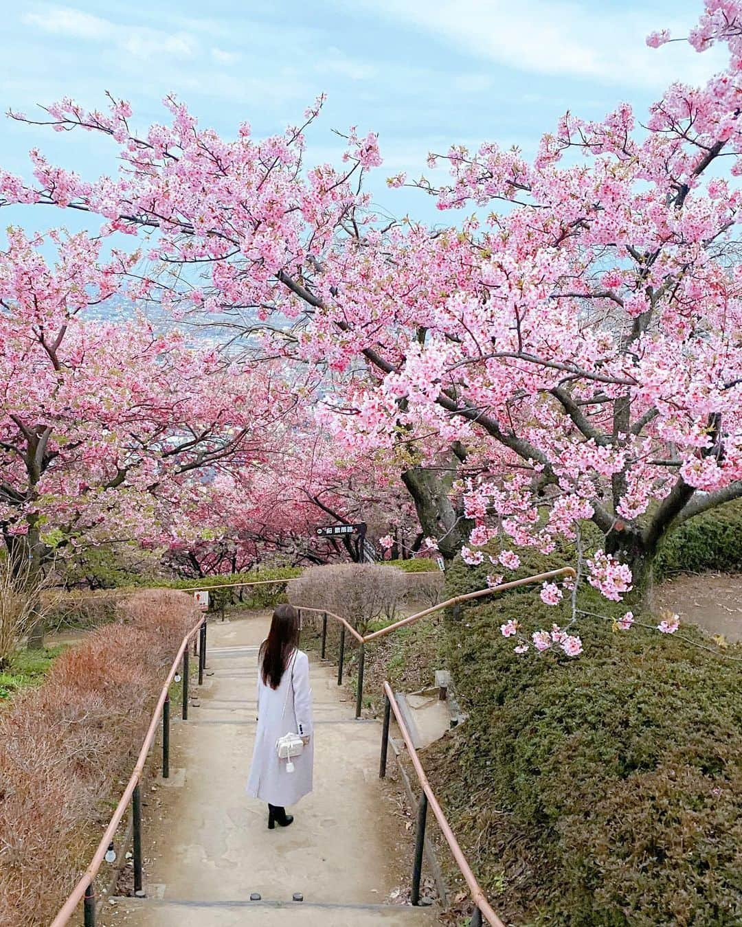 佐倉知里さんのインスタグラム写真 - (佐倉知里Instagram)「Cherry blossom ❀.* . 一足先に河津桜が🌸 菜の花も一緒に咲いてて凄くかわいかった♡ 丘の上にあるので空と景色も一緒に見れて それもまた素敵でした。 . . . . . . #下山にあった #ローラー滑り台 #迷わず滑る #少し楽した#楽しかった #もうすぐ春ですね . . . . #河津桜#河津桜まつり#満開#桜まつり#菜の花#河津桜と菜の花#🌸🌼#桜#sakura#まつだ桜祭り#cherryblossom」2月26日 10時57分 - chisa_tiara