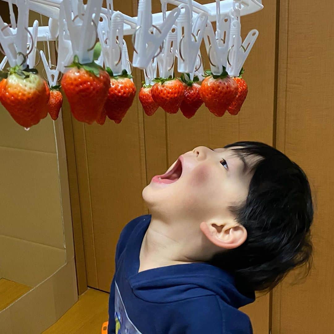 太陽チャンネルのインスタグラム：「おうちで いちご狩りしましま🍓✩°｡⋆♡*° 子どもって果物大好きだよね😋 #いちごがり #おうちでいちご狩り #自宅でいちご狩り #いちご狩り #いちご食べ放題 #贅沢 #太陽チャンネル」