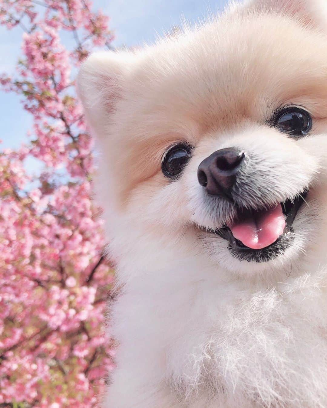 佐藤栞里さんのインスタグラム写真 - (佐藤栞里Instagram)「. 河津桜とはな🐶 落ち着きます 心が穏やかになります はなを見ていると☺️🌸」2月26日 21時52分 - satoshiori727