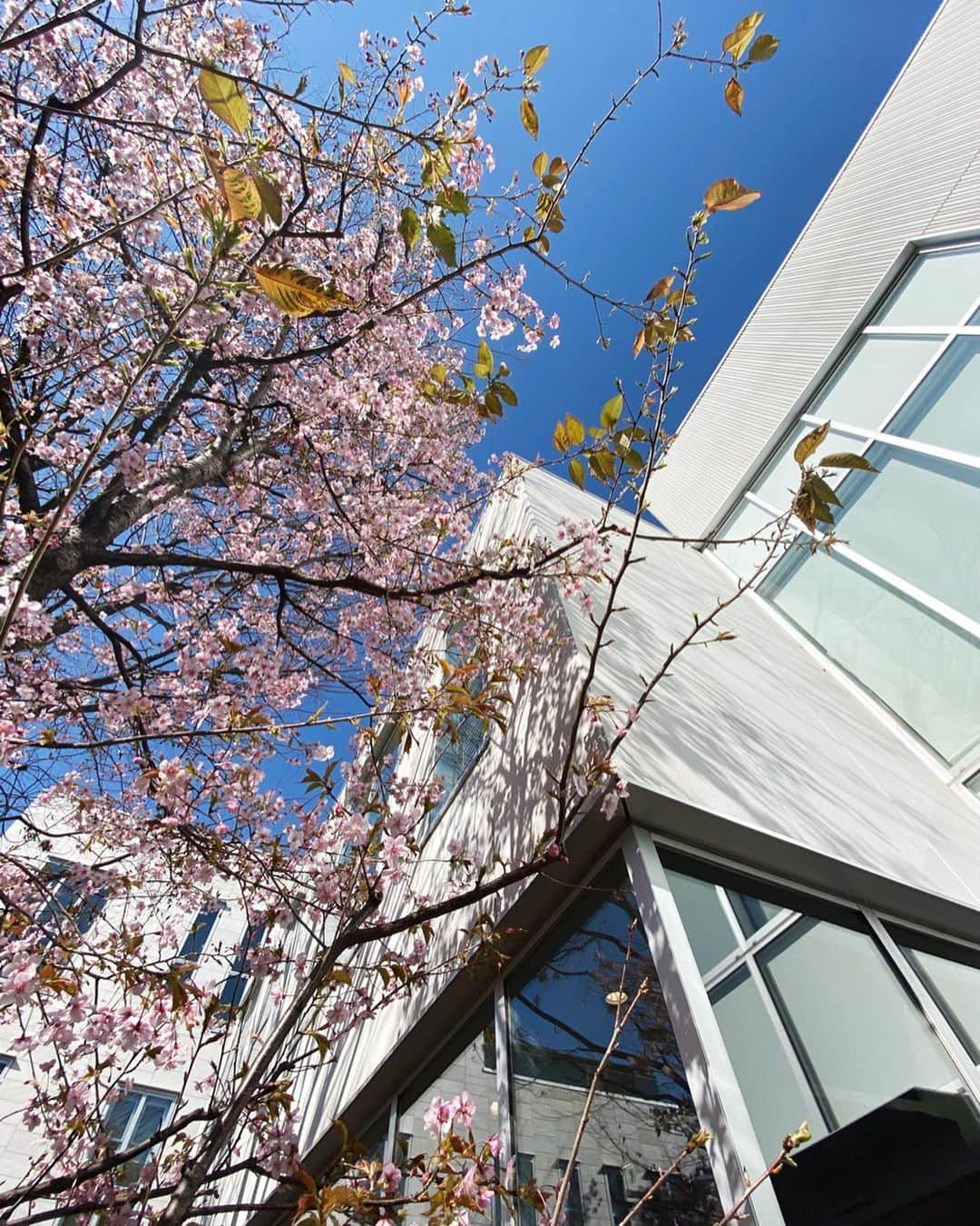 生駒幸恵のインスタグラム：「代官山のいつかの桜🌸 来月の中目黒のお花見祭りも中止みたいです😨毎日何回も何回も手洗いと、iPhoneをアルコールで拭き拭きしてます🥺💦 手を洗っても、スマホが菌まみれでは意味がないので💊みんなも是非‼️ そしてやっと今週末に、以前から何日間もプライベートとお仕事の密着取材をしていただいてるテレビのお知らせができます📢おたのしみに🥺💗 #shotoniphone11promax #sakura #お仕事風景 #自宅公開」