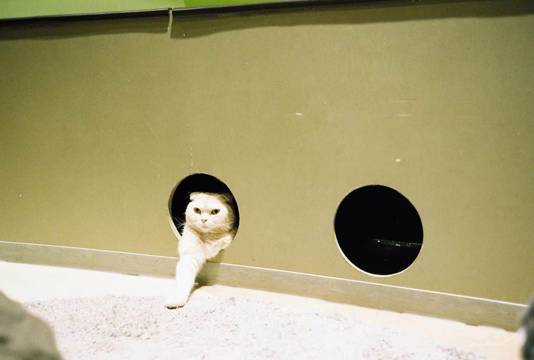 杏沙子さんのインスタグラム写真 - (杏沙子Instagram)「#猫 #ねこ #🐱 #film #olympus35dc #あさこのフィルム」2月26日 21時58分 - asako.ssw