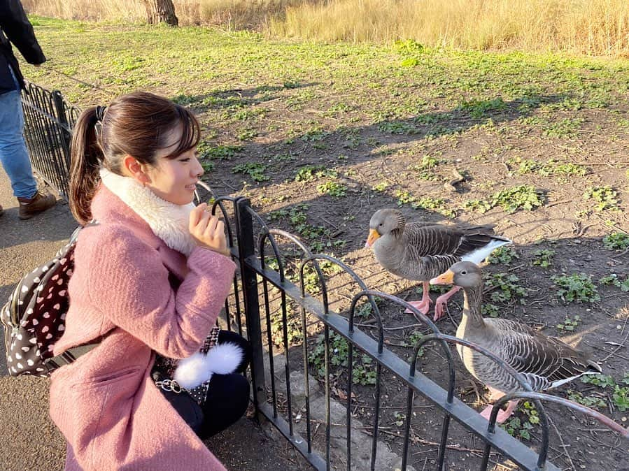 逢月あかりさんのインスタグラム写真 - (逢月あかりInstagram)「寄ってきてくれるとかわいい☺️ . . #🐦#なんの鳥 #バッキンガム宮殿  #buckinghampalace  #london」2月26日 21時59分 - akari.ouzuki