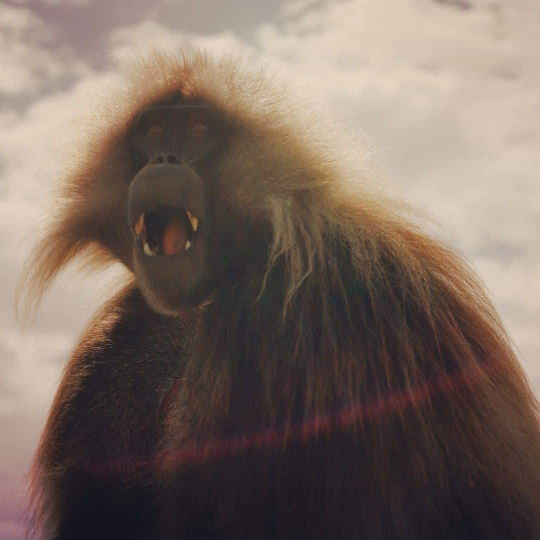 のインスタグラム：「Photo by David Chancellor @chancellordavid | The gelada, sometimes called the bleeding-heart monkey or the gelada baboon, is a species of Old World monkey found only in the Ethiopian Highlands, with large populations in the Semien Mountains—which is where I came across this magnificent chap. Geladas are actually not baboons but the only living members of the genus Theropithecus (a name derived from the Greek root words for "beast ape"). Like its close baboon relative, it is largely terrestrial, spending much of its time foraging in grasslands. To see more follow me @chancellordavid.」