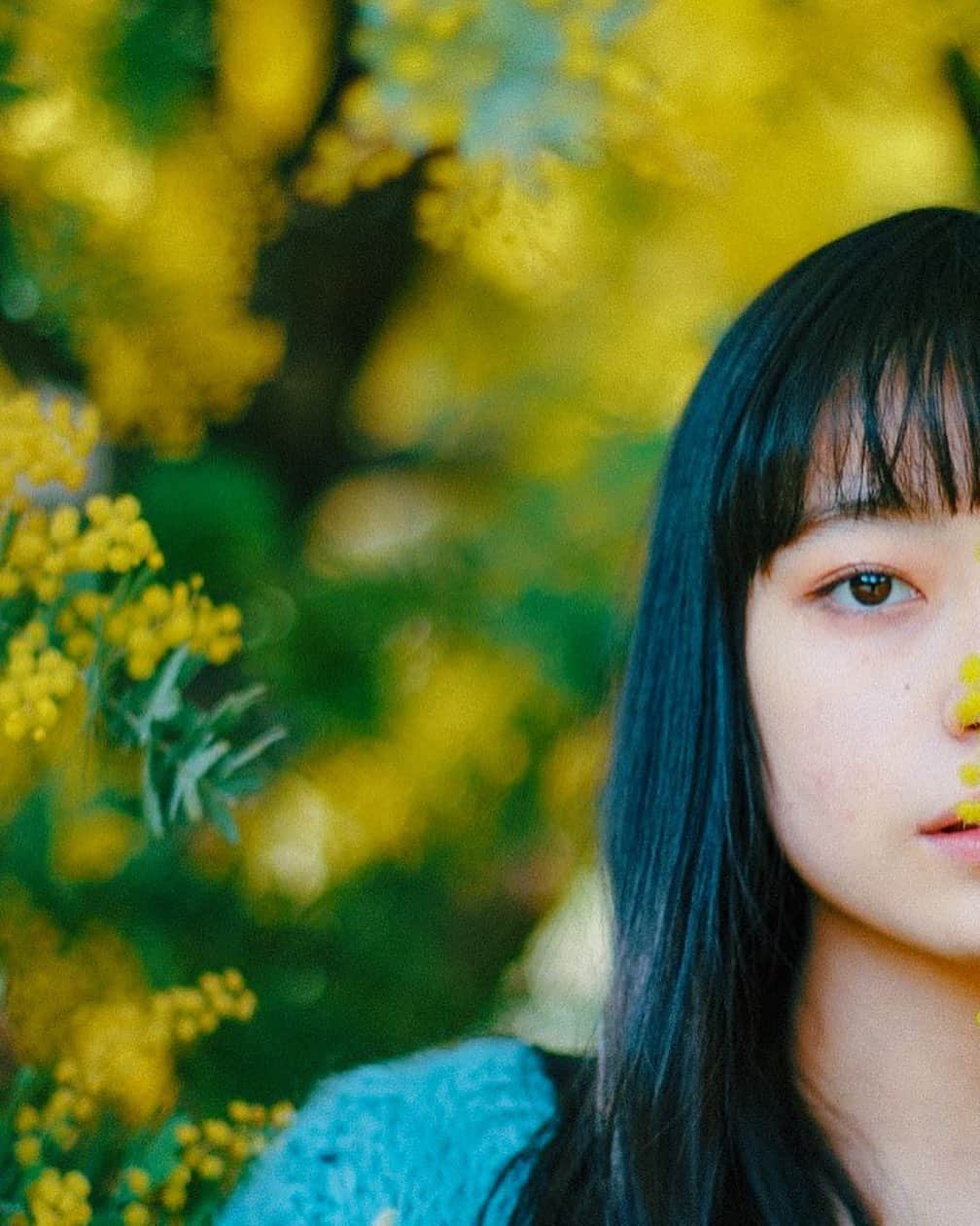 hiderin777のインスタグラム：「mimosa🌸 . . . . 街をぶらぶら歩いていてもそんなに頻繁に見ることがない このレアな花が好きだ。 . . . #ミモザ . . shot by 日出木りんご　@ringostar.desu .」