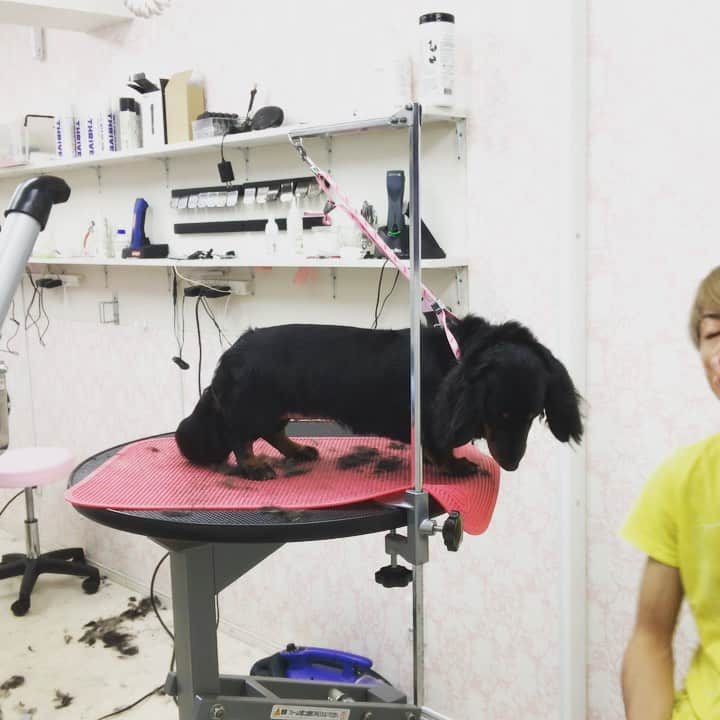 のインスタグラム：「今日もいい感じで﻿ リラックスして歌いながら﻿ トリミングできました😁笑笑﻿ ﻿ 色んなトリマーさんが﻿ 僕のことを紹介してくださったりして﻿ フォロワーさんが沢山増えて光栄です😂﻿ ﻿ 僕なりにできることを﻿ どんどん発信していきたいと思います😉﻿ ﻿ トリマーって﻿ 大好きなワンコと毎日触れ合えて﻿ ワンコ好きなお客様とお話できて﻿ ワンコ好きな仲間達と仕事できて﻿ 最高のお仕事ですよ😉﻿ ﻿ ホントぼくは笑顔が増えました😁﻿ ﻿ ﻿ ﻿ ﻿ ■■■■■■■■■■■■■■■■■■■﻿ 🌟YouTubeはじました🌟　﻿ プロフィールリンクから見てみてください😉 ﻿ ■■■■■■■■■■■■■■■■■■■﻿ ﻿ ﻿ #トリマー ﻿#trimmer ﻿#グルーマー﻿ #instadog ﻿#dogstagram ﻿#슈나우저﻿ #トリミング #あずまっくすカット集﻿ #ブレちゃん ﻿#BOKUMO取扱店 #남자애견미용사 #애견미용사 #애견미용 #펫스타일리스트 #강아지미용  #petgrooming #doggrooming」