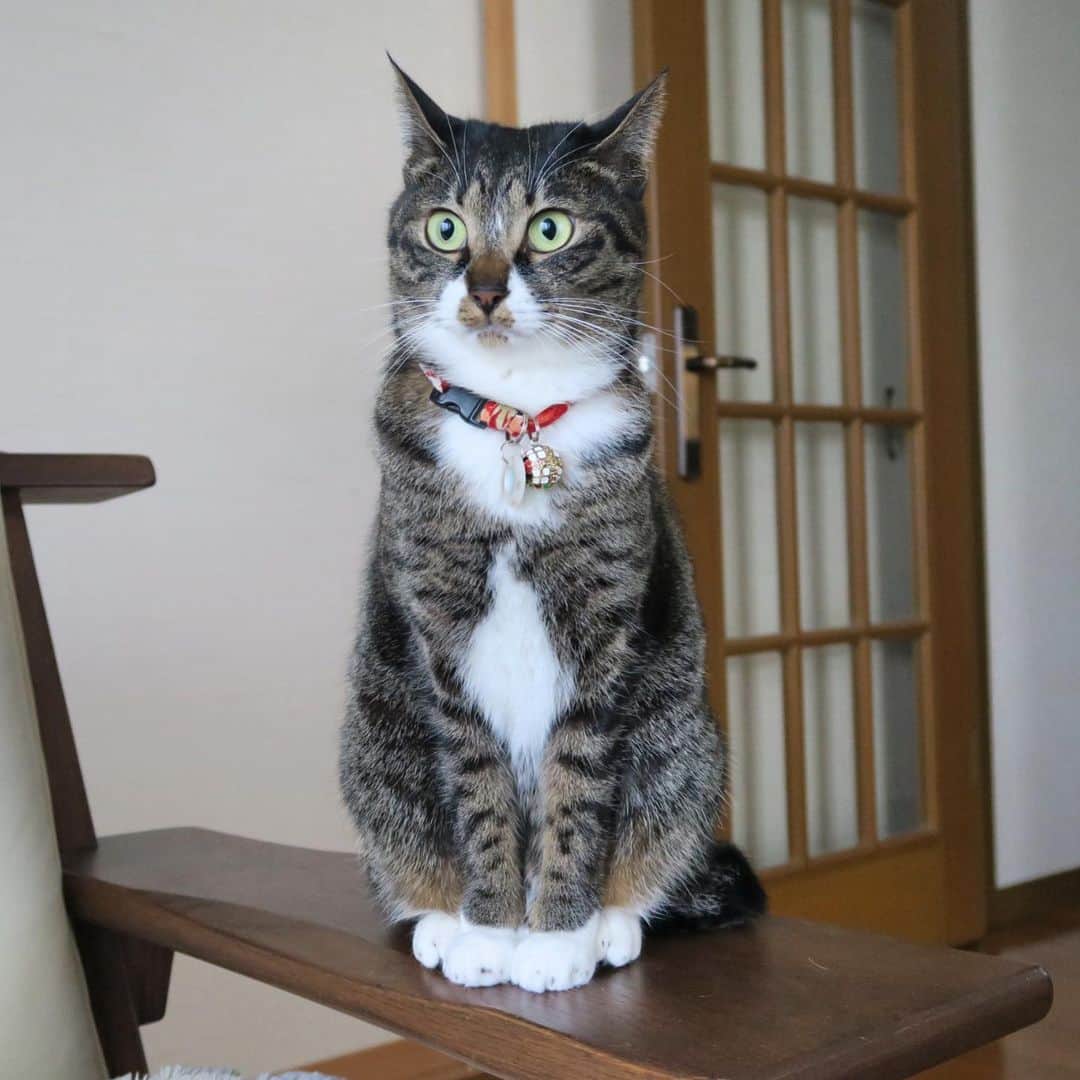 takegaeruのインスタグラム：「てんちゃん、木彫り人形みたい😄 #猫 #cat #よもねこ #よもぎねこ #キジトラ #きじとら」