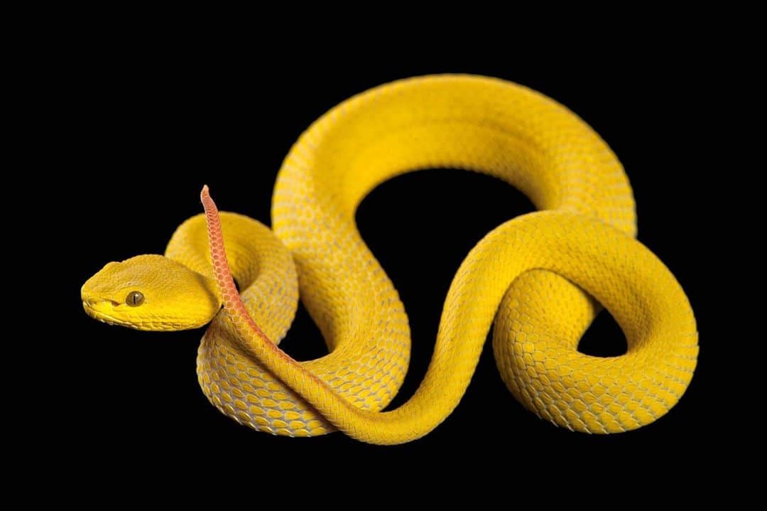 Joel Sartoreさんのインスタグラム写真 - (Joel SartoreInstagram)「This stunning serpent is a white-lipped island pit viper @woodlandparkzoo. Found across the lesser Sunda Islands of Indonesia, this venomous, island-dwelling snake is an aggressive predator, making it an intimidating presence in the streets of Bali, where it’s one of the most common causes of venomous bites. While such bites can be quite unpleasant, their venom rarely kills humans, and is reserved whenever possible for use on target prey species like mice and lizards. Once the venom has subdued the snake’s prey, the viper will use its fangs to ‘walk’ its prey into its mouth. This island species is related to the white-lipped pit viper, a snake endemic to Southeast Asia. What’s particularly special about this incredible creature is the fact that despite its name, most white-lipped pit vipers are actually a vibrant green-yellow, as you can see in this image. Snakes such as this one play an important role in helping to control rodent populations, which in turn protects many human populations from the spread of disease. Should you encounter a snake, make sure to give it plenty of space and allow it to leave an area on its own to avoid any unwanted interaction. #snake #pitviper #green #yellow #whitelipped #venomous #predator #PhotoArk #savetogether」2月26日 21時33分 - joelsartore