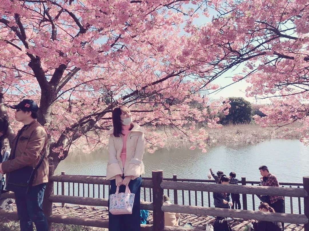 椿姫彩菜のインスタグラム：「#cherryblossom  #sakura」