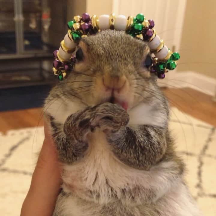 のインスタグラム：「💜💚💛⁣⁣ HAPPY MARDI GRAS⁣⁣ ⁣⁣ ⁣⁣ 🎵 Do Whatcha Wanna 2⁣⁣ Rebirth Brass Band⁣⁣ ⁣⁣ ⁣⁣ ⁣⁣ #petsquirrel #squirrel #squirrels #squirrellove #squirrellife #squirrelsofig #squirrelsofinstagram #easterngreysquirrel #easterngraysquirrel #ilovesquirrels #petsofinstagram #jillthesquirrel #thisgirlisasquirrel #mardigras #louisiana #neworleans」