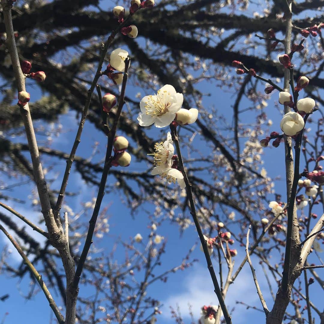 三宅洋平さんのインスタグラム写真 - (三宅洋平Instagram)「梅の花が咲いてござるよ。」2月26日 14時11分 - miyake_yohei